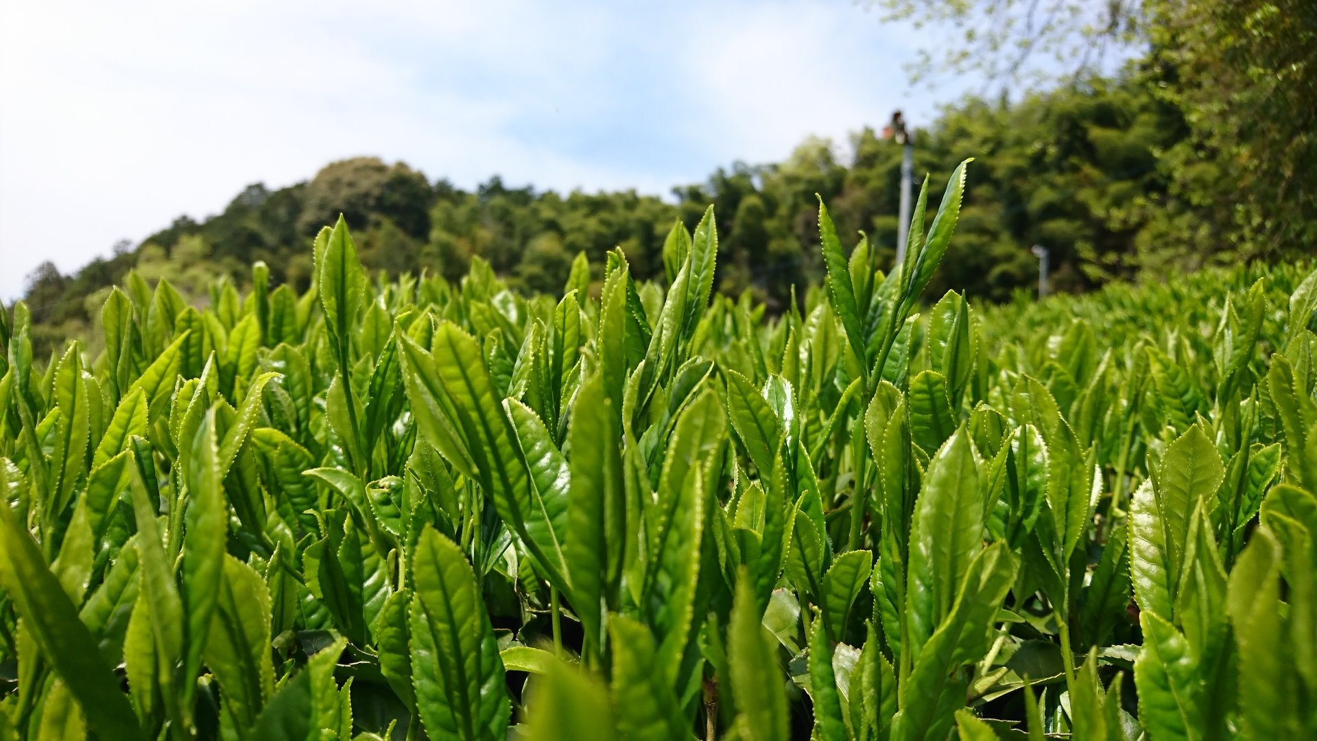 Japanese green tea -Matcha- Powder 40g Made in Uji Kyoto