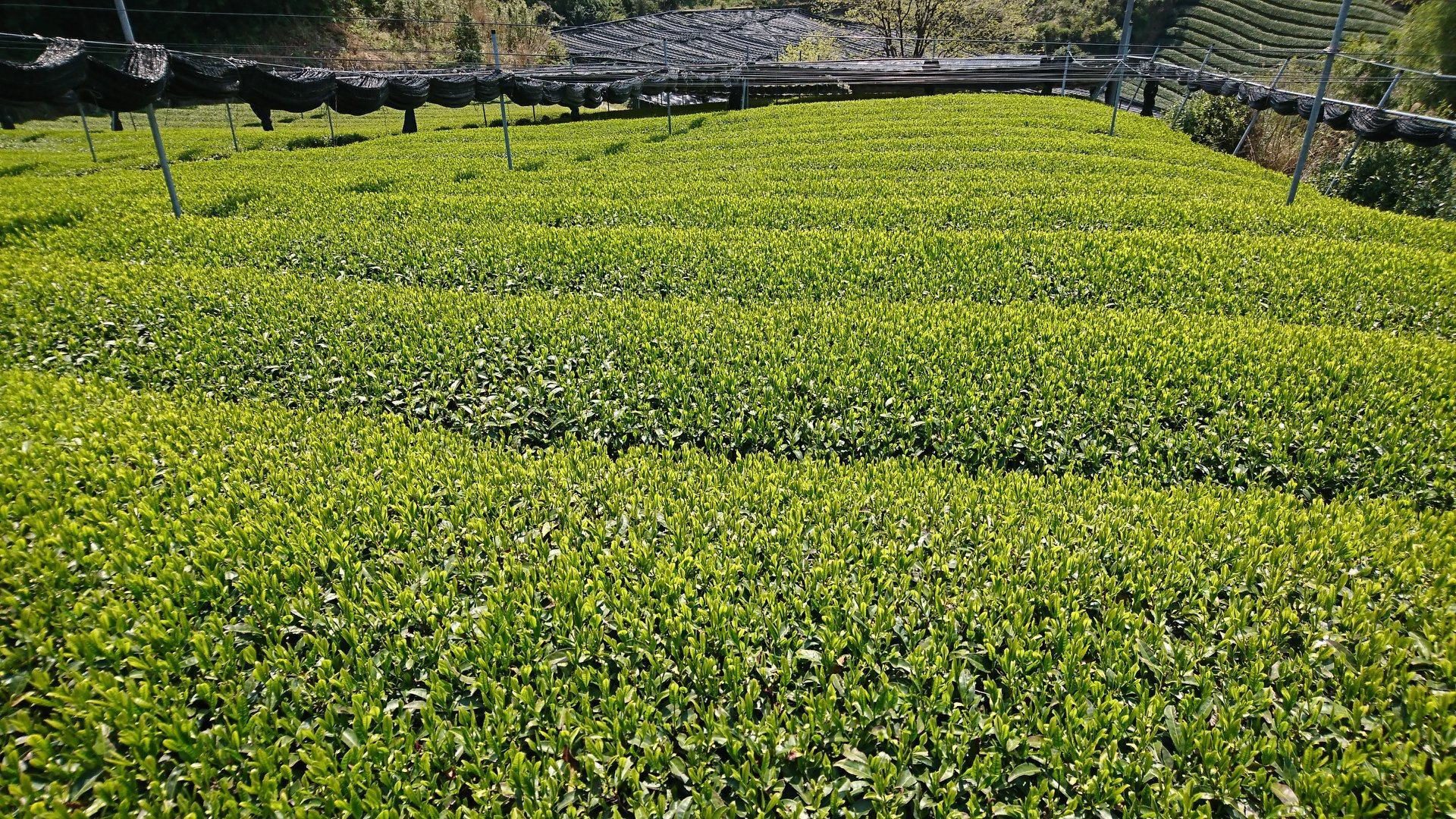 Japanese green tea -Gyokuro- Powder stick 1.5g X3 Made in Uji Kyoto